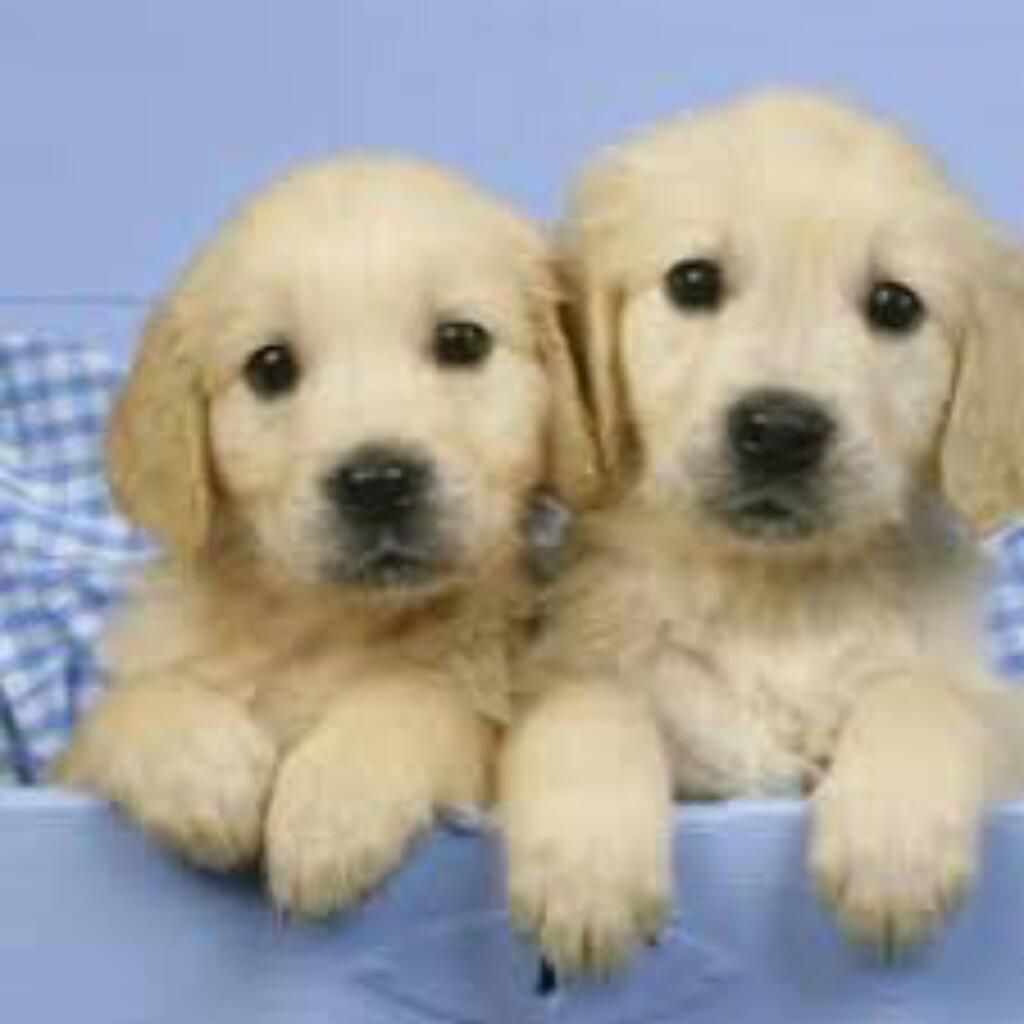 Cachorros Golden Retrievers