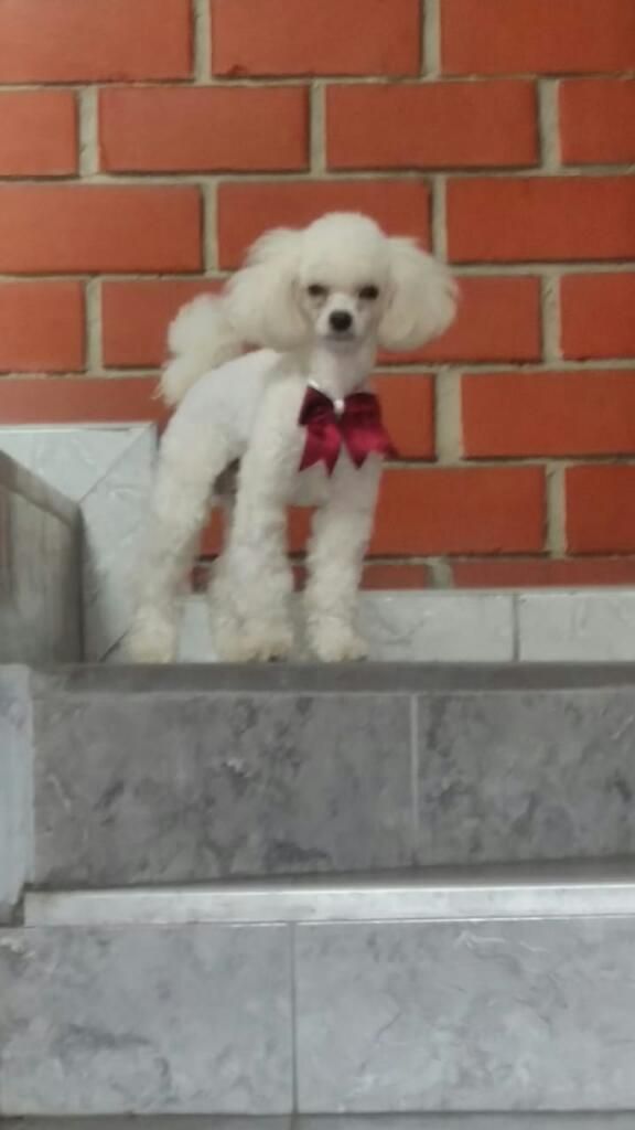 Cachorros Poodle para Dpto