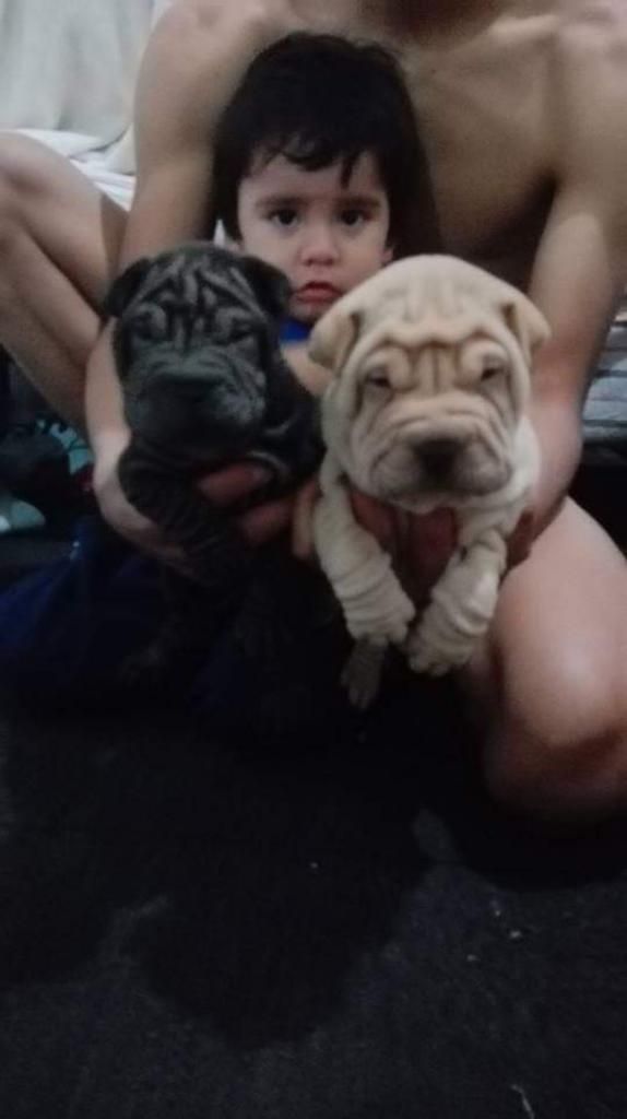 Cachorros Sharpei