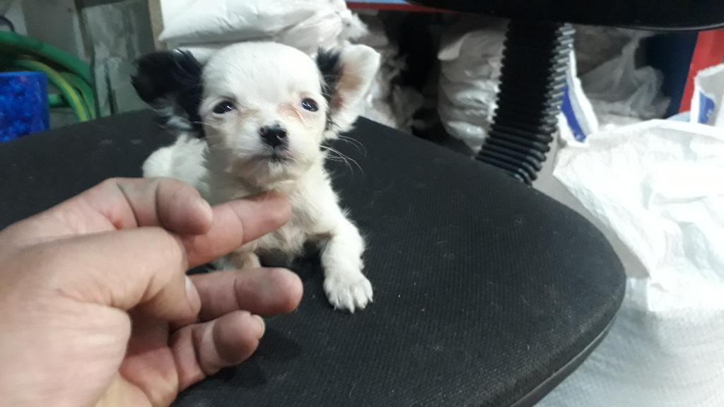 Chihuahua Pelo Semi Largo