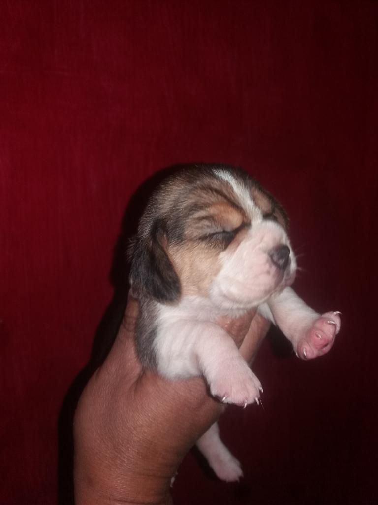 Hermosos Cachorros Beagle Tricolor