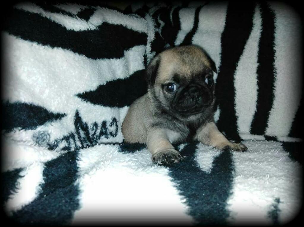 Pug Carlino