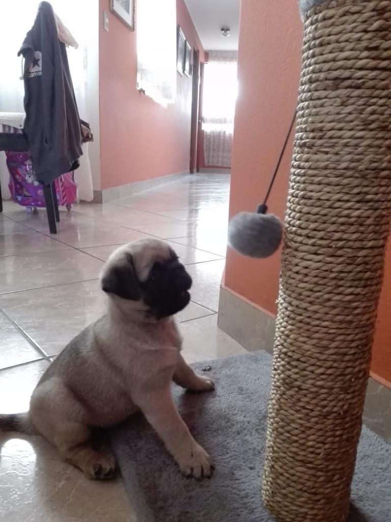 Pug Carliños Disponibles