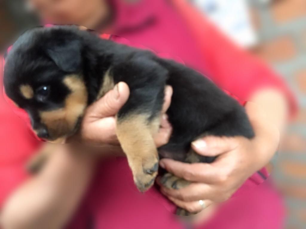 Se Remata Cachorro Rotwailer Alemán