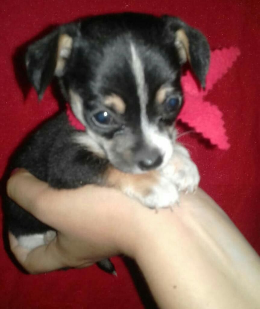 Se Vende Hermosos Chihuahuas