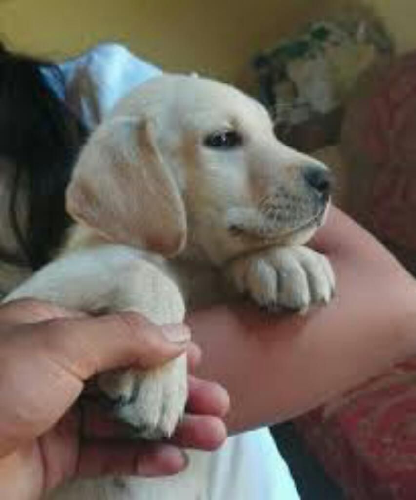 Venta de Cachorros Labradores