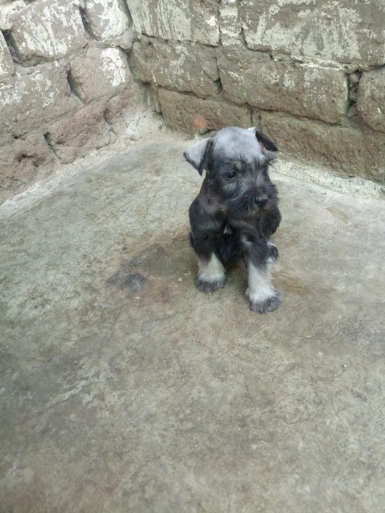 Venta de Mini Schnauzer