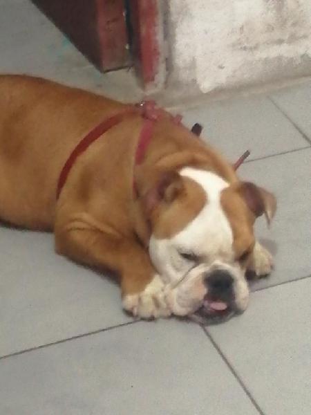 Vendo Bulldog Ingles