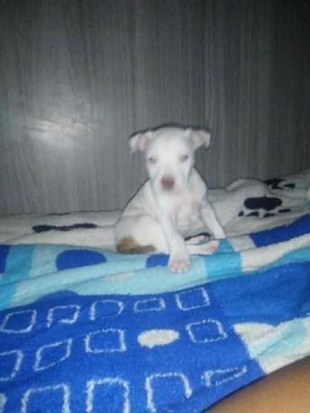 Cachorro Pitbull X Dogo Argentino