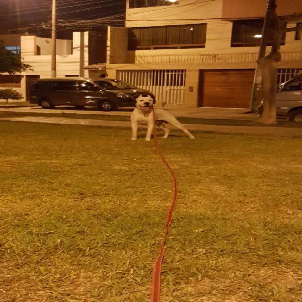 Dogo Argentino Monta
