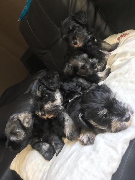 Hermosos Cachorros Schnauzer Miniatura