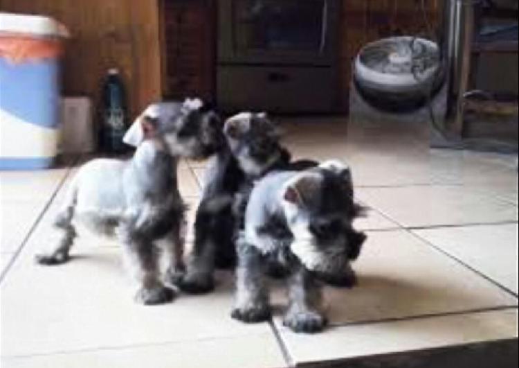 Schnauzer Cachorritos