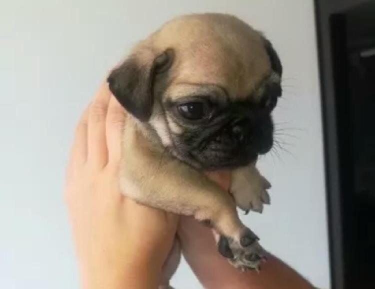 Pugs Cachorfitos de Raza Pura