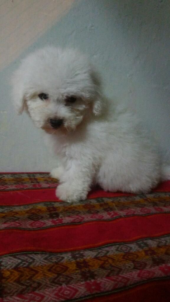 Bichon Frise