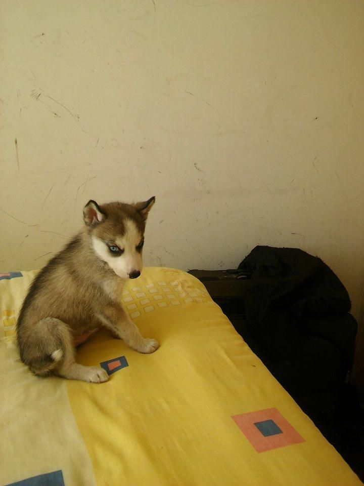 CACHORRAS SIBERIANAS