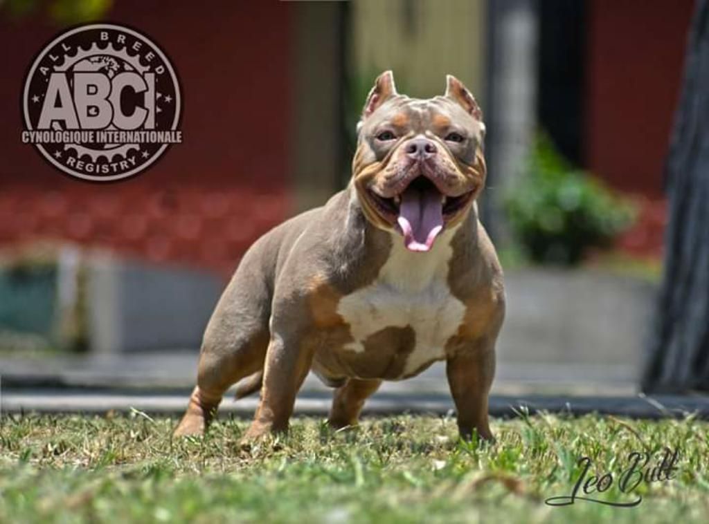 Cachorros American Bully Look Exoctic