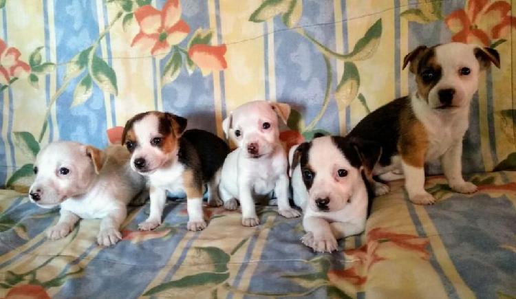 Cachorros Jack Russell Enanitos