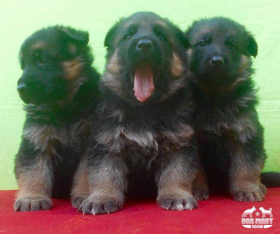 Cachorros Pastor Aleman