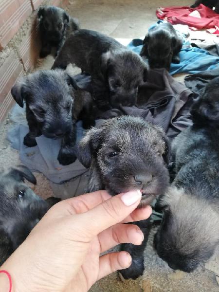 Cachorros Schnauzer Sal Y Pimienta