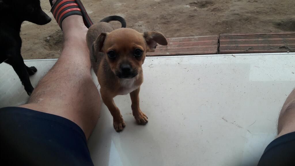 Chihuahua 4 Meces