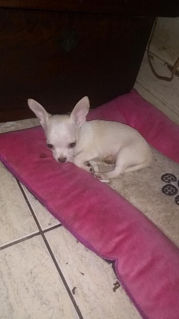 Chihuahua Blancos