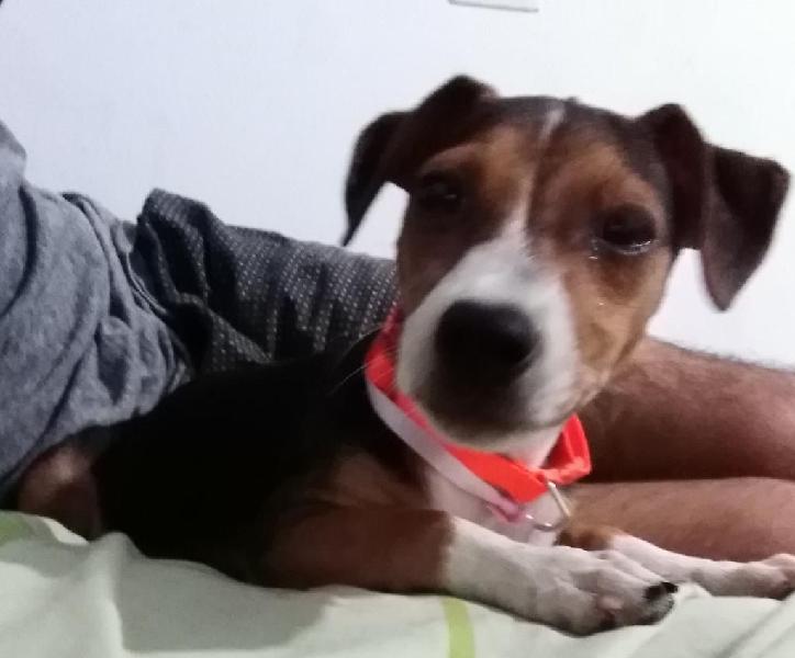 Jack Russels Patas Cortas Hermosa Ocasió