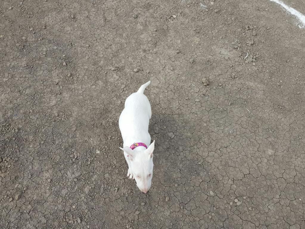 Lindos Bull Terrier Raza Pura