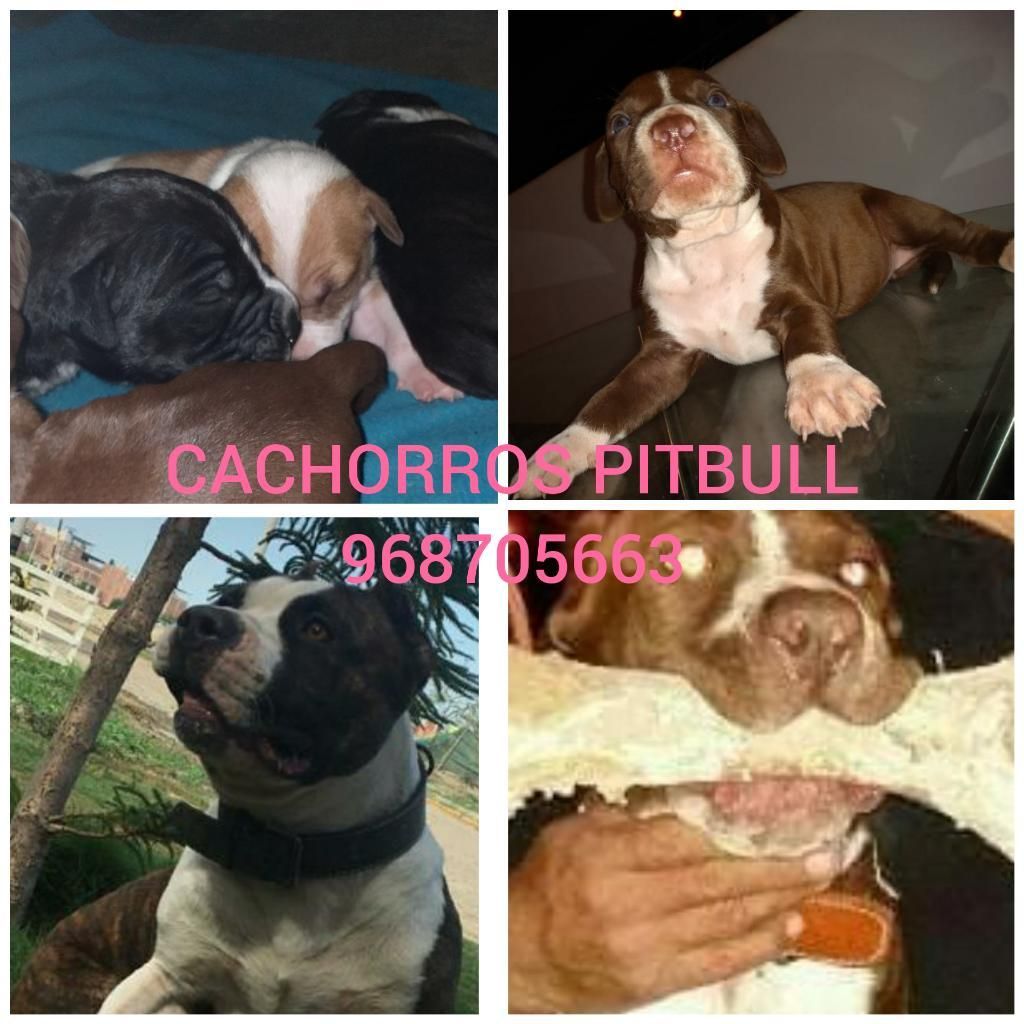 Pitbull Cachorrotos