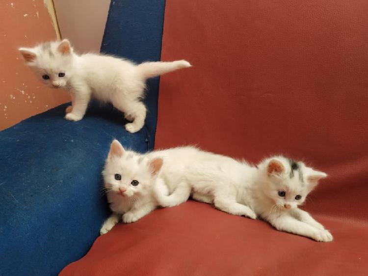 Se vende gatitos blancos