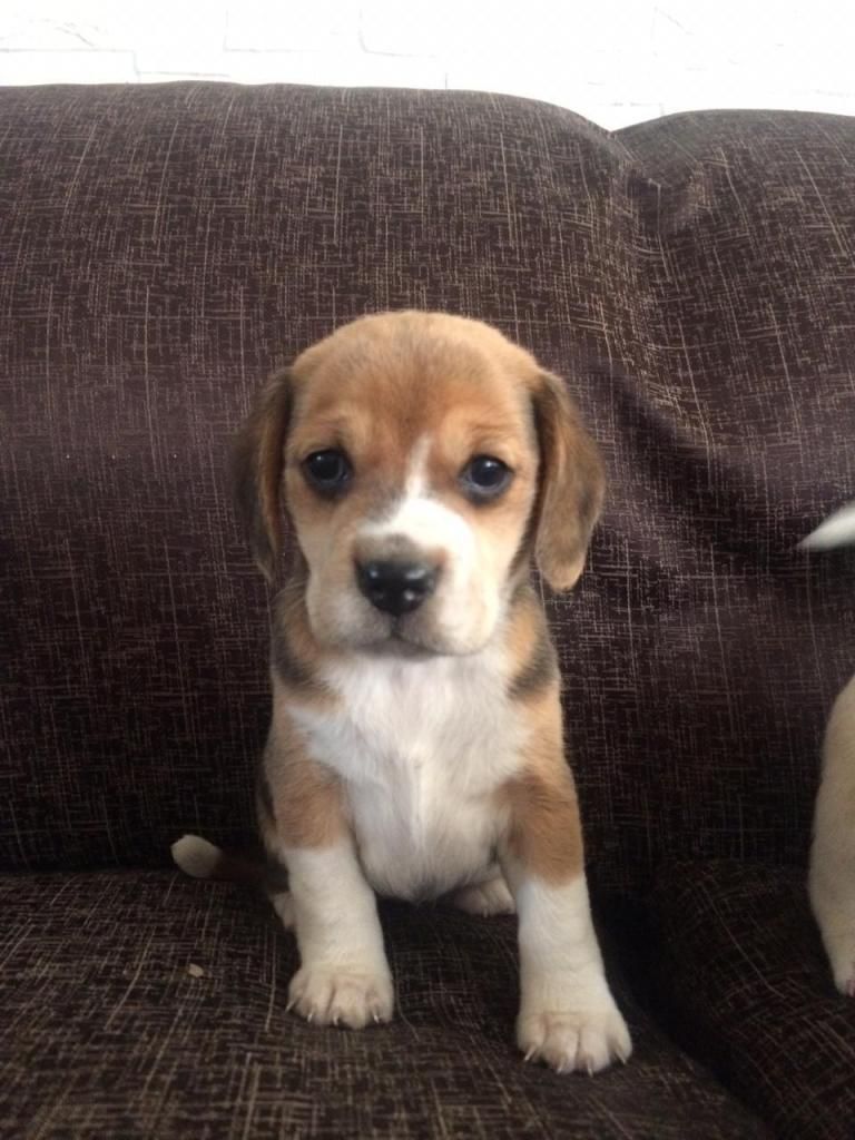 VENDO CACHORRA BEAGLE 