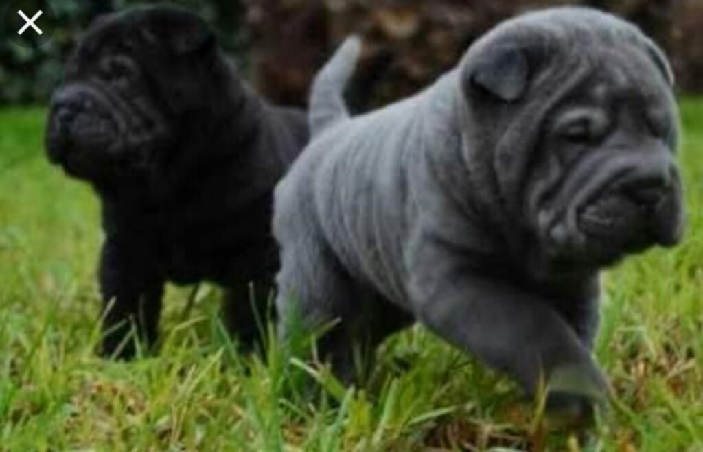 Vendo Cachorros Sharpei