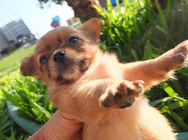 Vendo perritos chihuahua macho