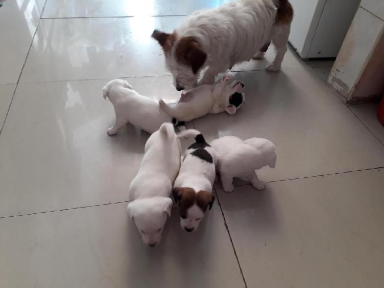 Venta de cachorros JACK RUSSELL TERRIER