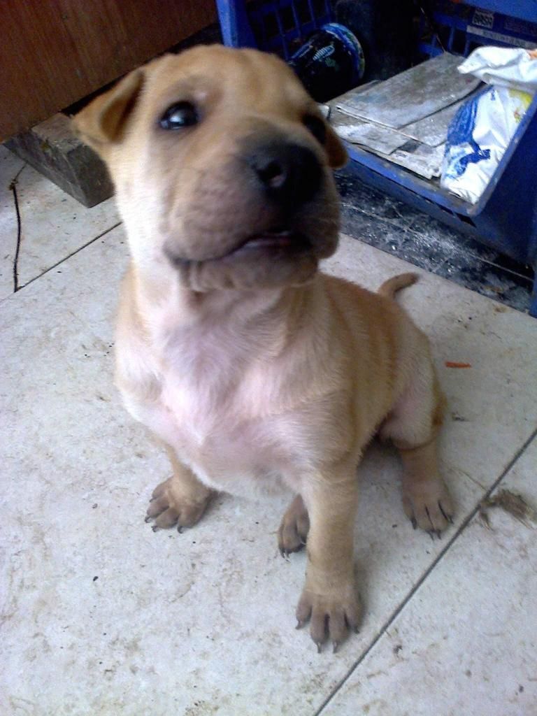 cachorro labrador con shar pei