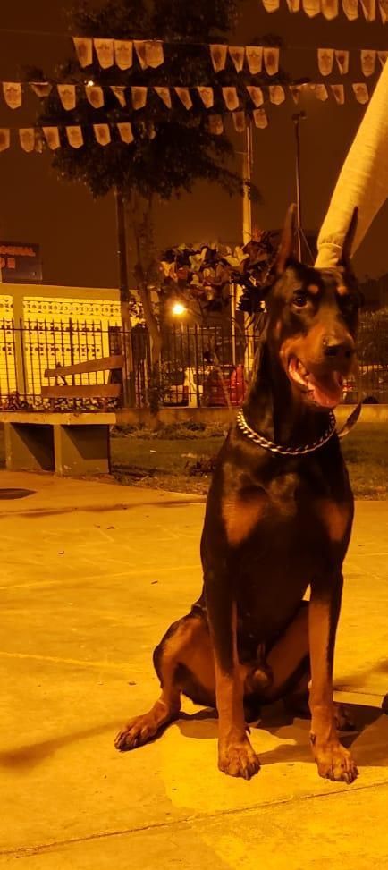 cachorros doberman 100