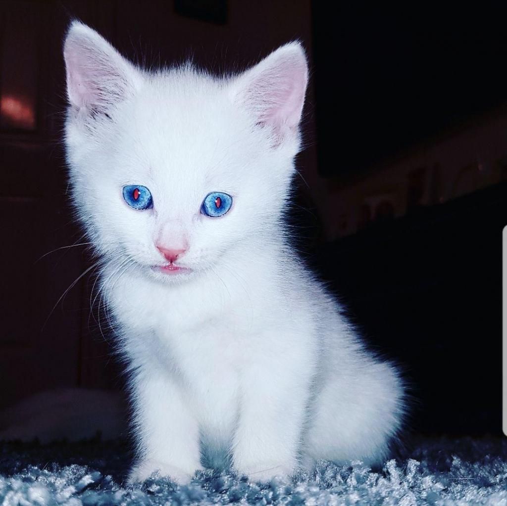 gatito angora blanco