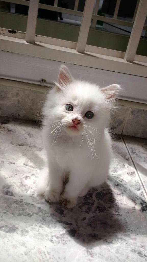 gatito angora blanco