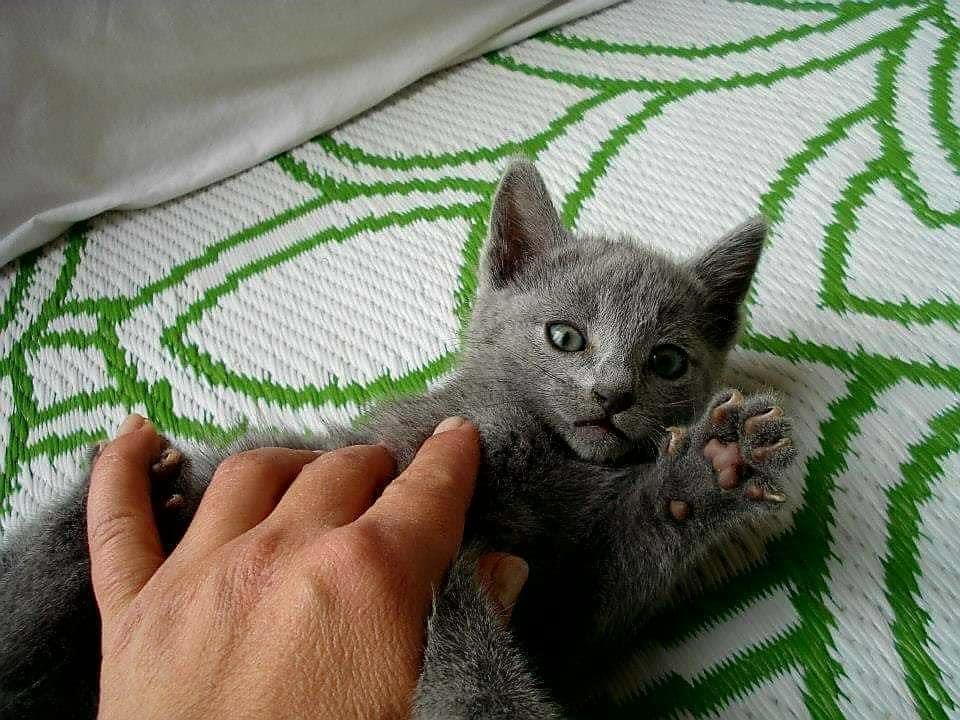 gatito azul ruso