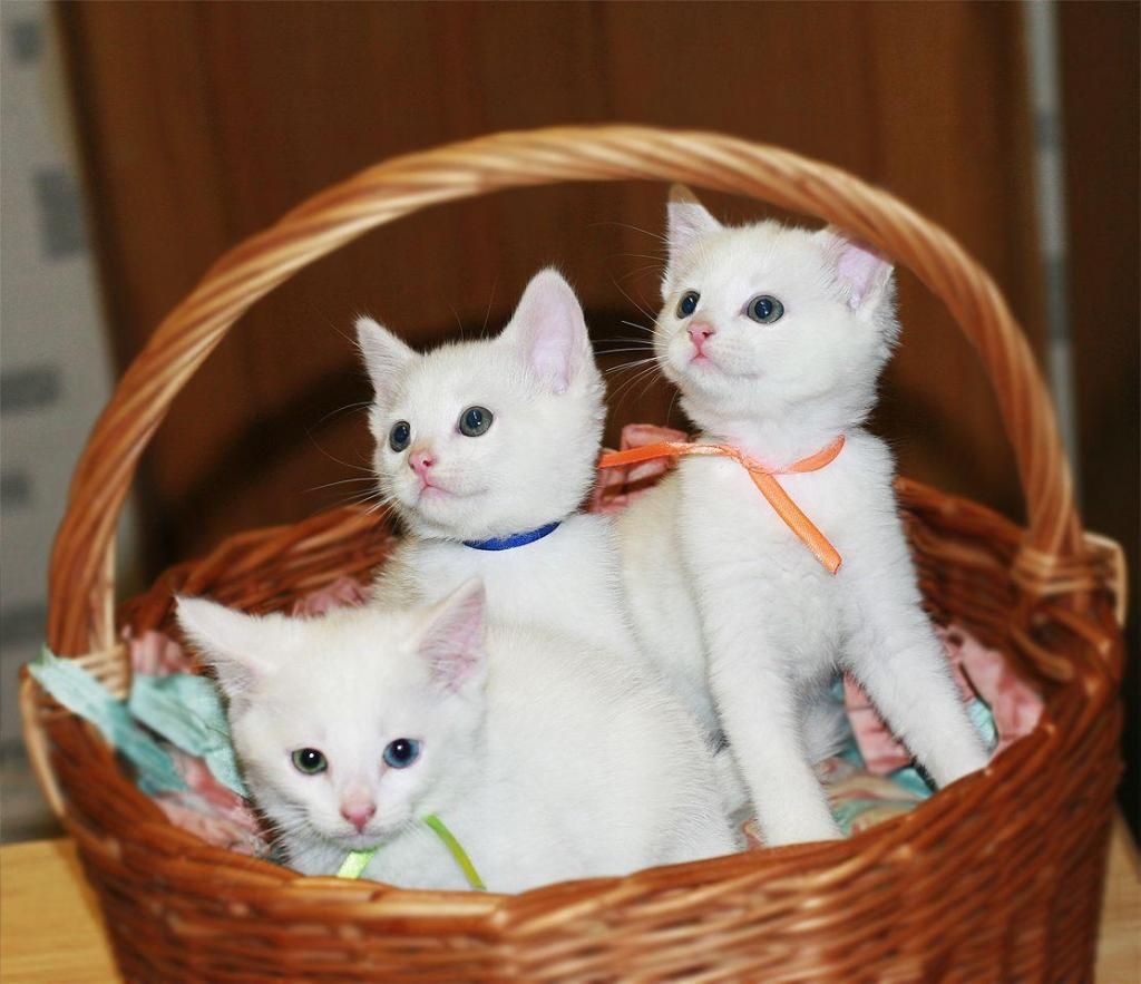 gatitos angora manto blanco