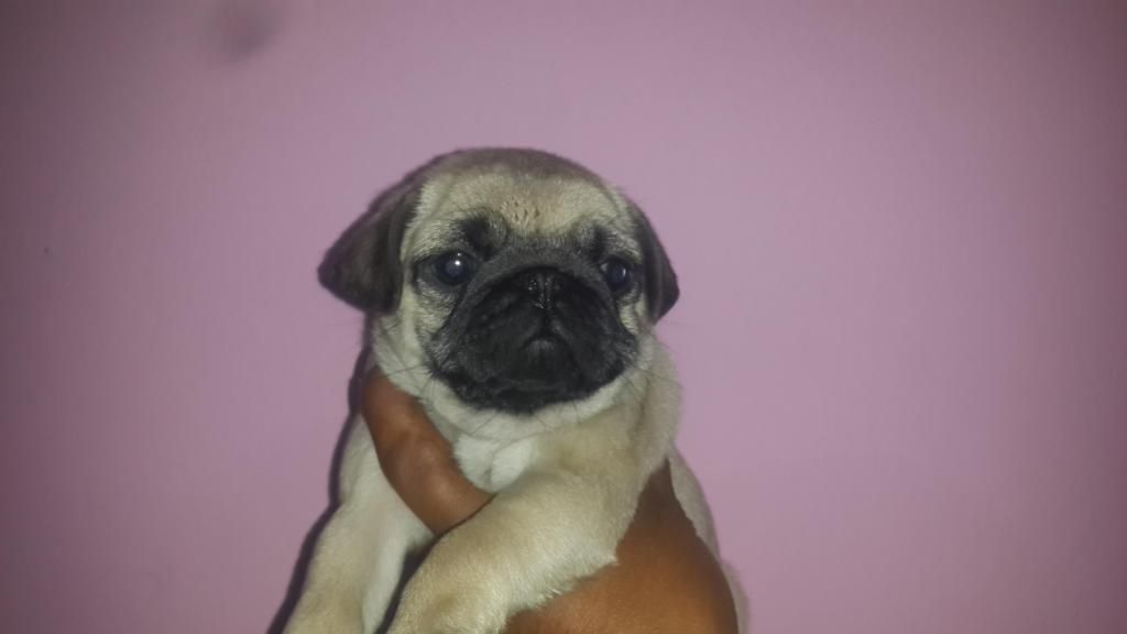 pug hembra