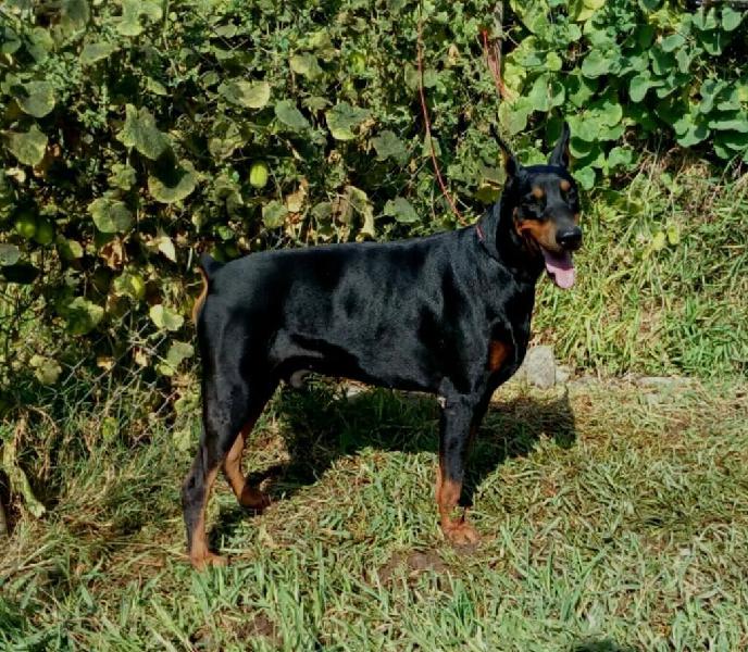 Doberman Pedigree