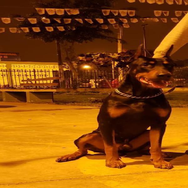 cachorros doberman