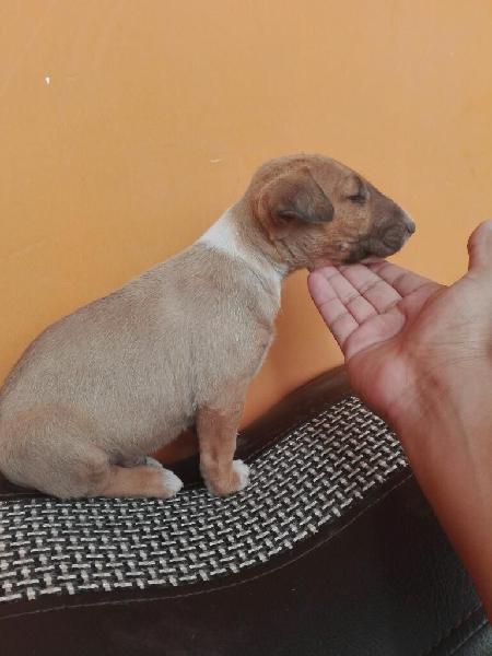 Cachorros Bull Terriers