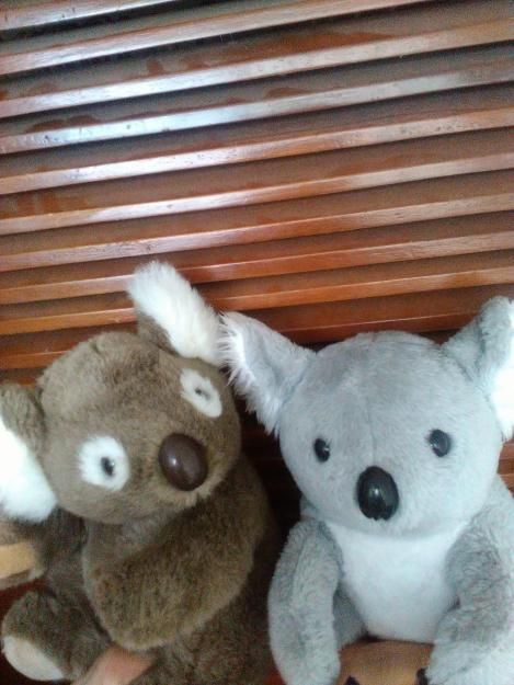 peluches koala nuevos importados