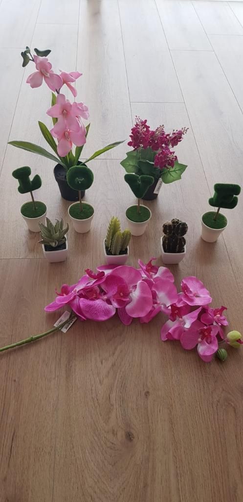 Plantas Decorativas