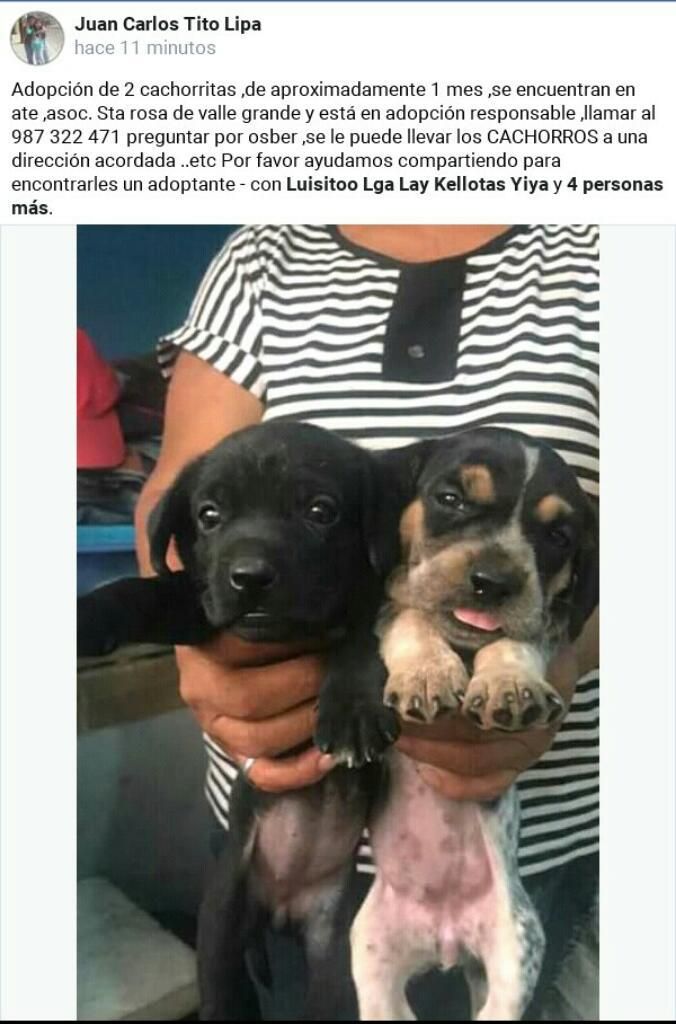 Adopcion Dos Cachorritas