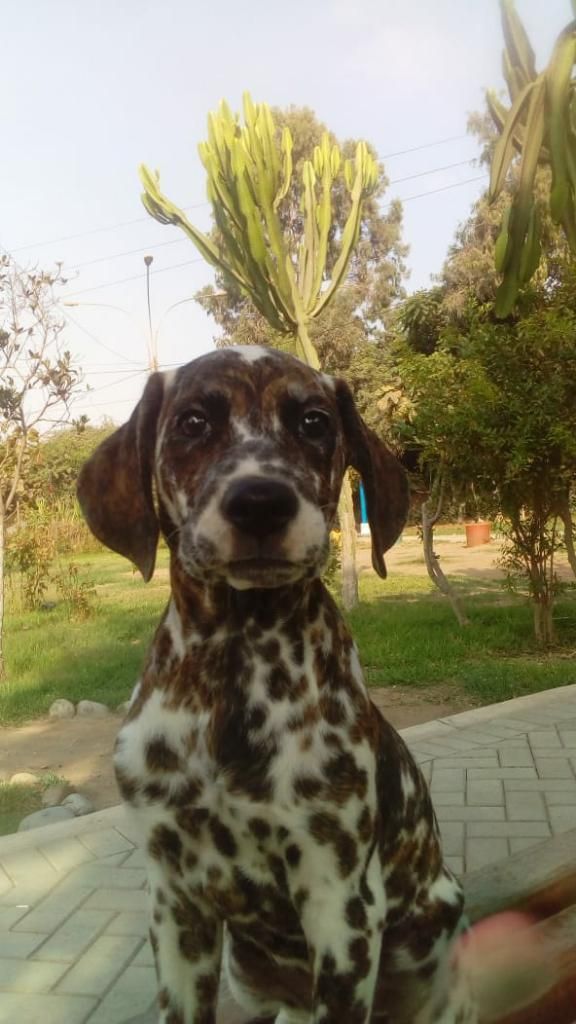 Bella Pachorra Dálmata en Adopción