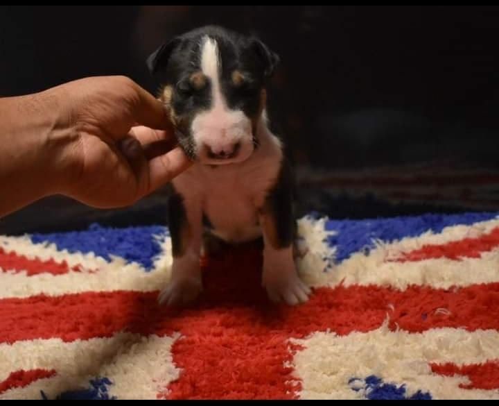 Bull terrier tricolor Sullana