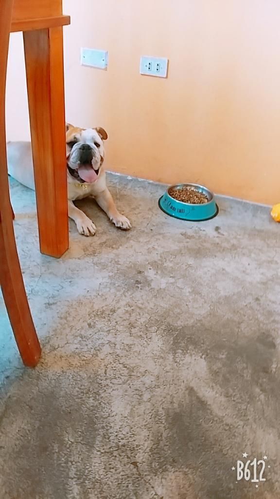 Bulldog en Venta, Macho Cachorro