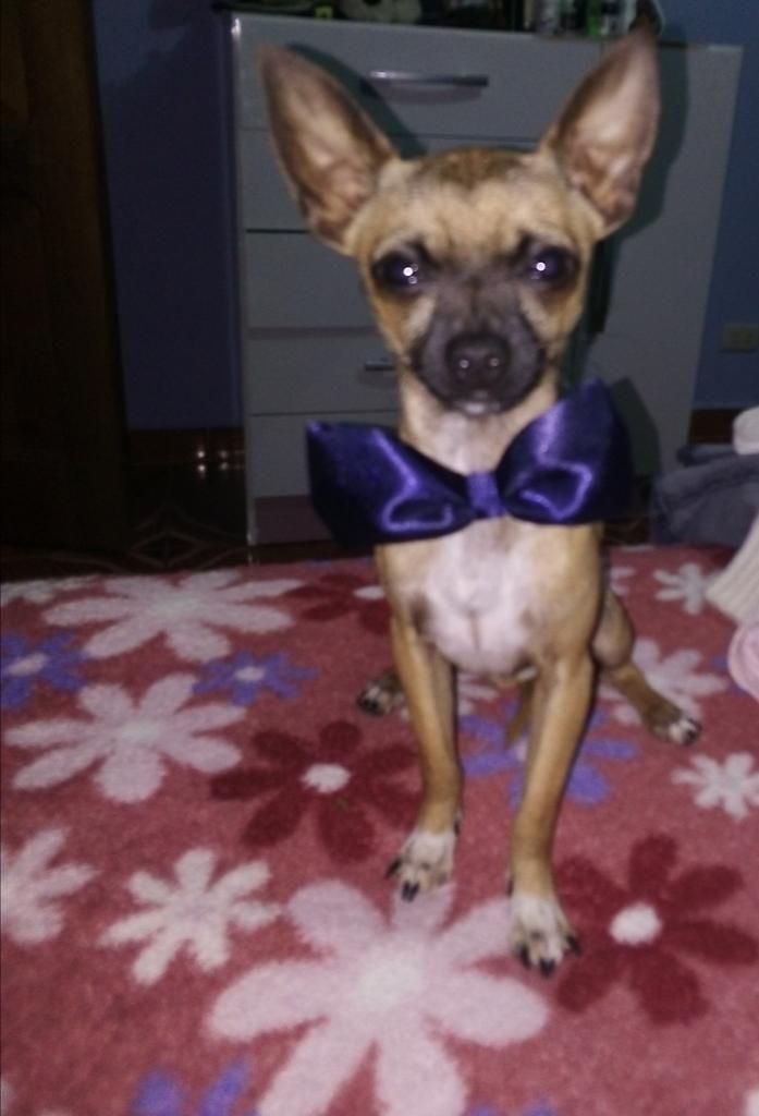 Busco Novia Chihuahua